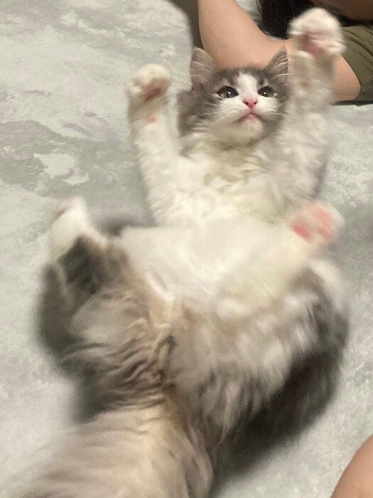 “ヘソ天”している生後5カ月のノルウェージャンフォレストキャット