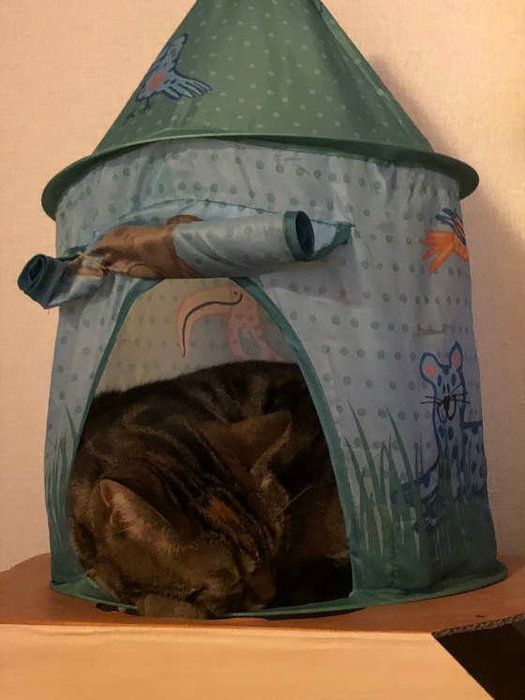 テントで眠るアメリカンショートヘア