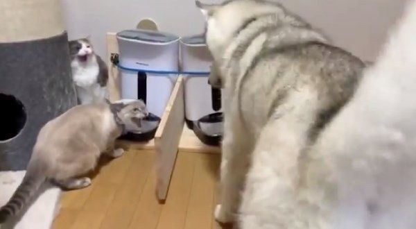 ごはんとを食べる猫とそれを覗くユキちゃん
