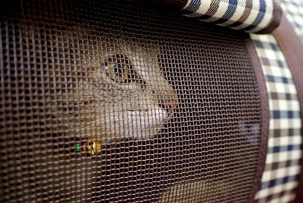 猫なりたいメッシュの ペット 輸送会社