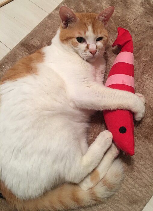 撮影/飼い主さん