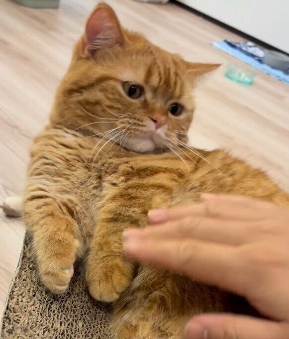 飼い主の夫と遊ぶマンチカン