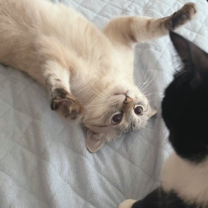 チャイちゃんにじゃれつくアクアくんの様子
