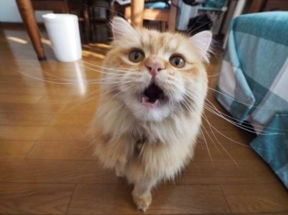 まろくん
