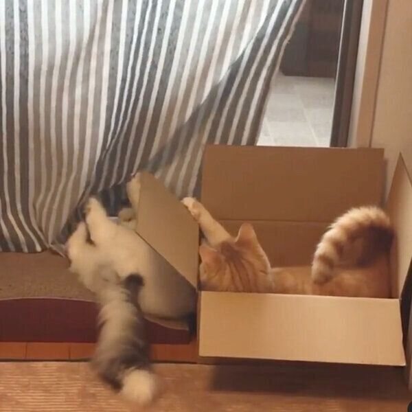 熱いバトルを繰り広げるミオくんとソワくん