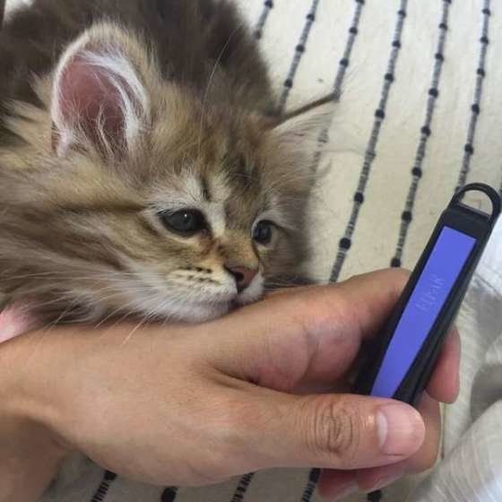 爪切りを見ている猫