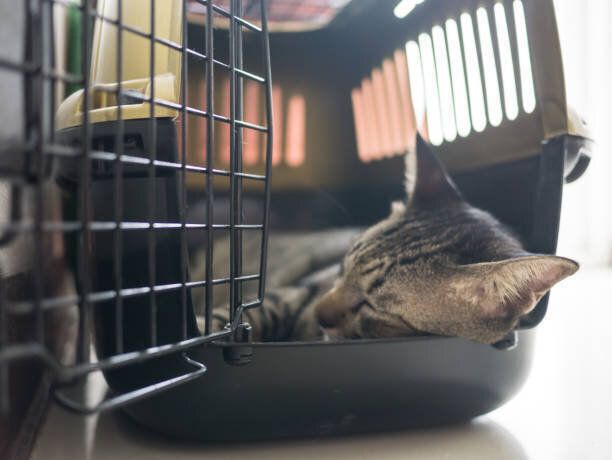 トラベル ボックスでトラ猫睡眠