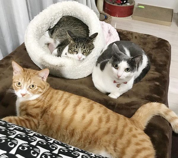 保護猫3兄弟