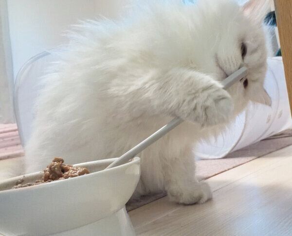 ゴハンを混ぜるエトちゃん