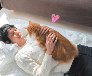 お腹にのった猫