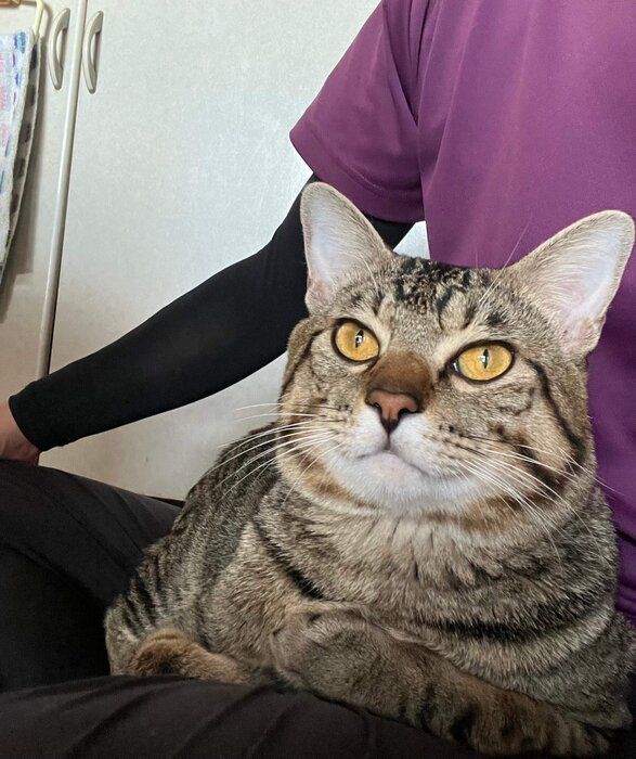 飼い主の足の上に乗っている猫