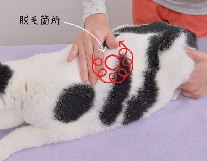 被毛の健康促進マッサージ2