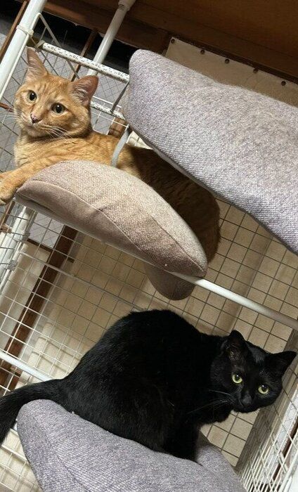 2匹の猫