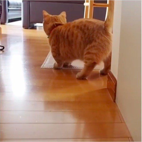ボール遊び大好きニャンコ
