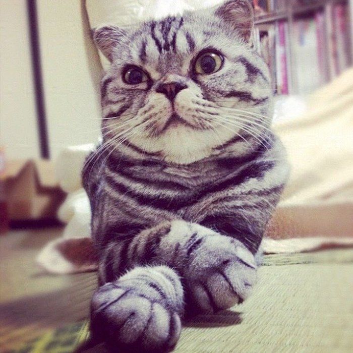 @tacos_cat
