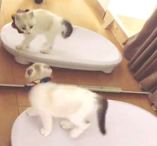 鏡が気になるはにまるくん