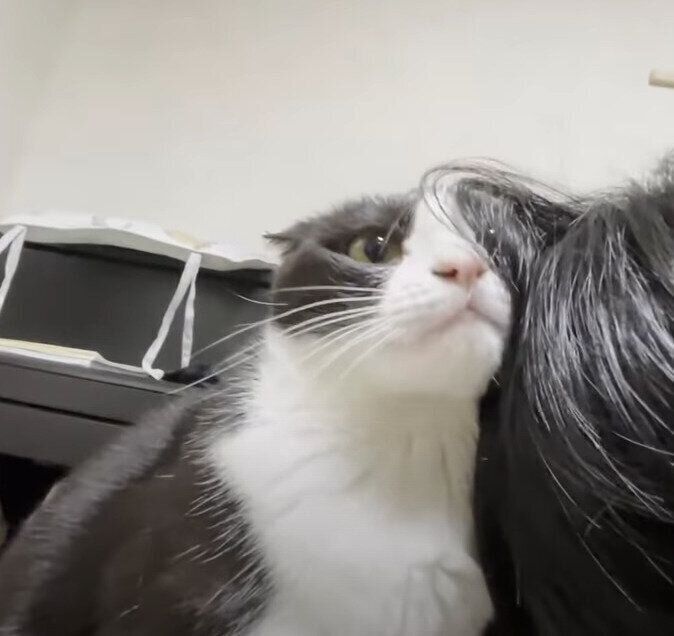 スリスリする猫