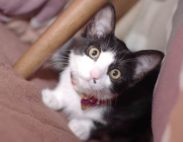 見つめる猫