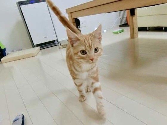しっぽを立てて歩くアメリカンショートヘア