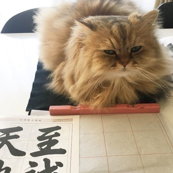 書道を見つめるペルシャ猫