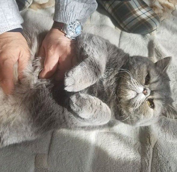 両手でお腹を触られているエキゾチックショートヘア