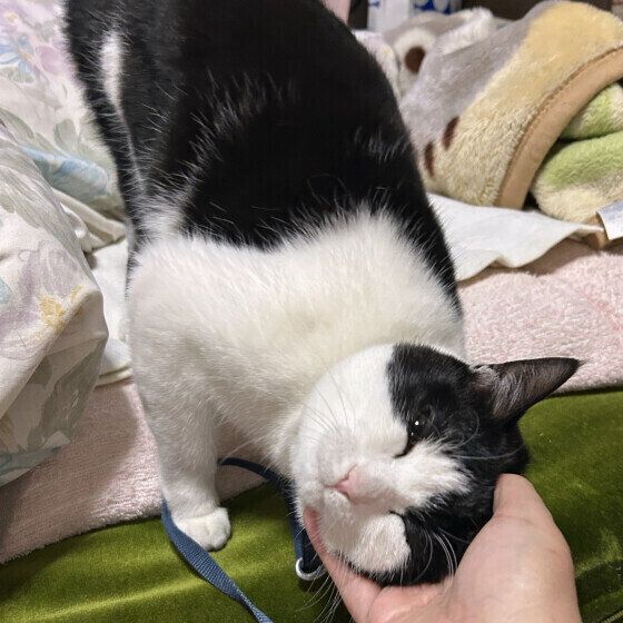 なでてもらう日本ネコ