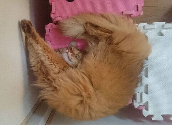 へそ天で体をくねらせる猫(ソマリ)