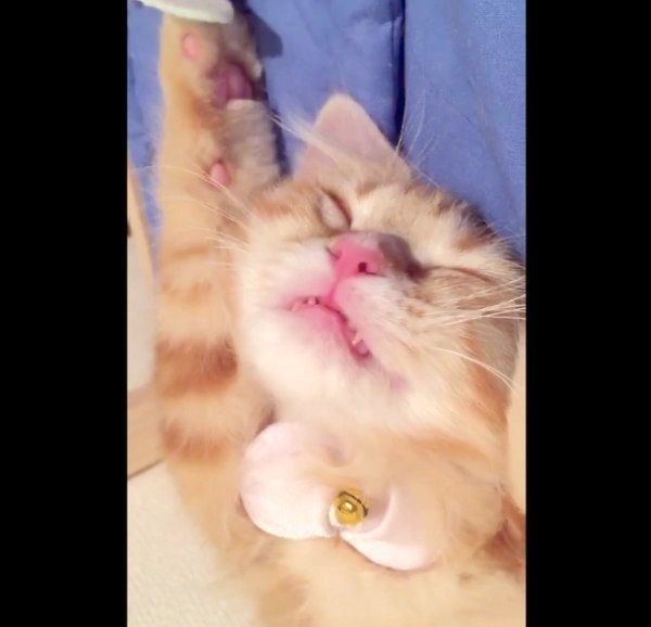 バンザイ寝するちくわちゃん