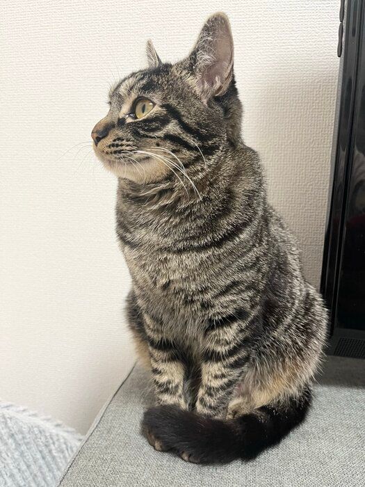 しっぽをクルンとさせている猫