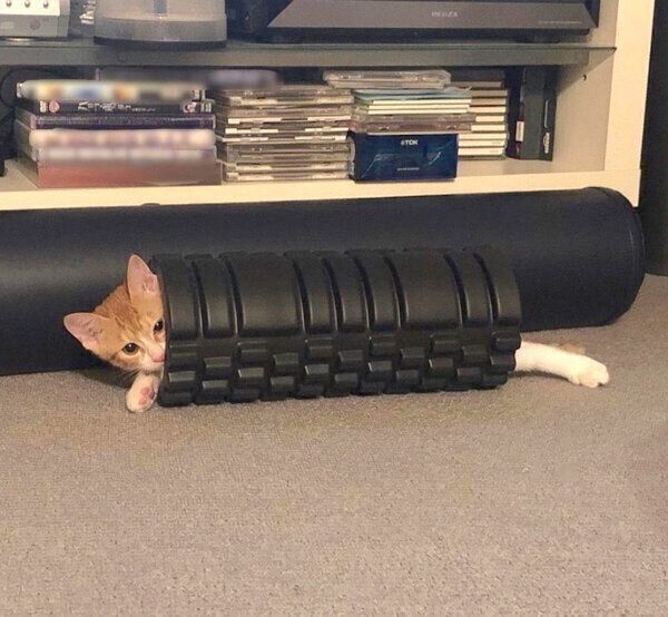 お迎え初日のみそちゃん