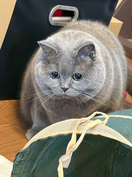 おもちゃを狙うブリティッシュショートヘア