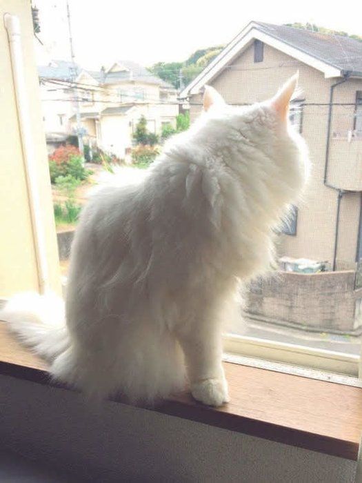 窓から風景を眺める猫