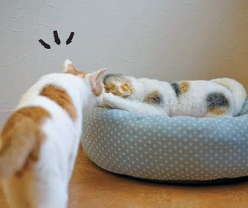 ぬいぐるみを見つめる猫
