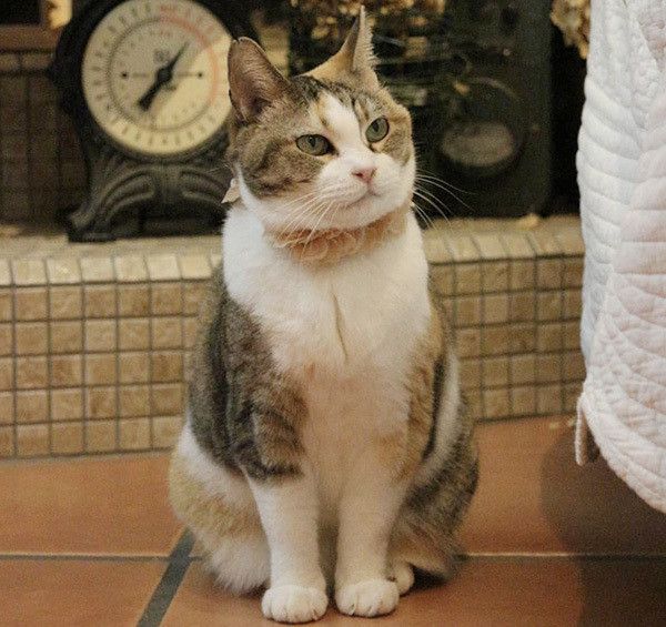 座る猫