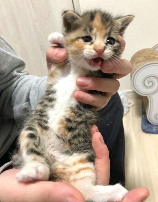 子猫時代のぴーちゃん