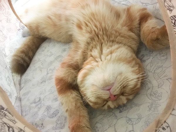 ヘソ天する猫