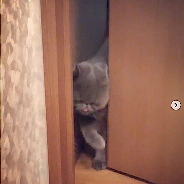 トイレまでママに着いて行っちゃうエキゾチックショートヘアー