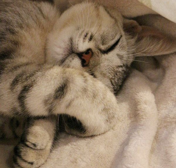 眠る子猫