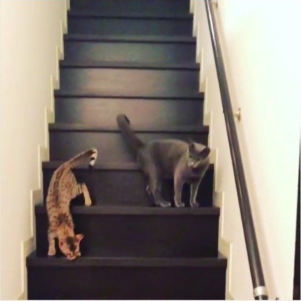 階段でたわむれるニャンズ