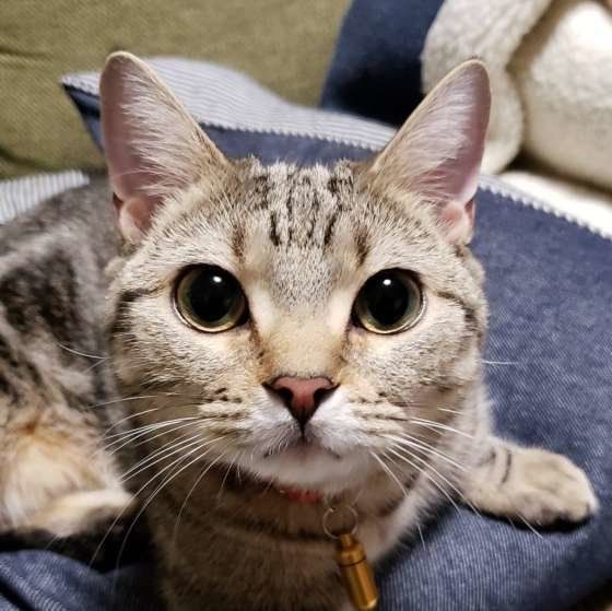 マンチカンのれいちゃん