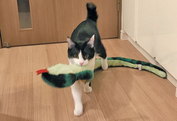 遊びたい猫