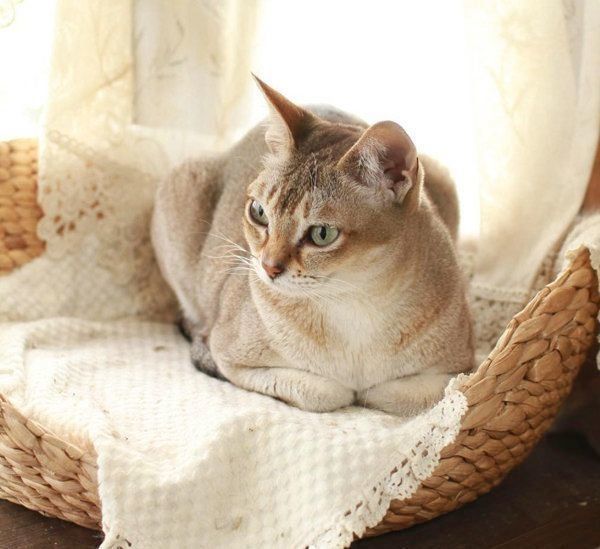 香箱座りをするシンガプーラ