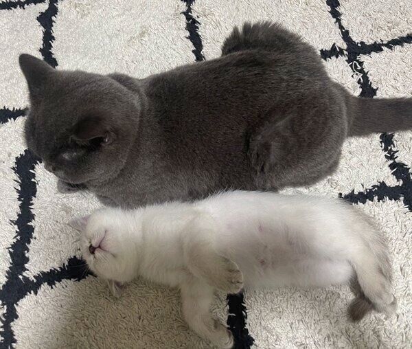 瑠璃ちゃんのそばで無防備に眠る藍くん