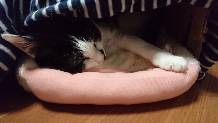 段ボールハウス+ふかふかねこベッドで眠る猫