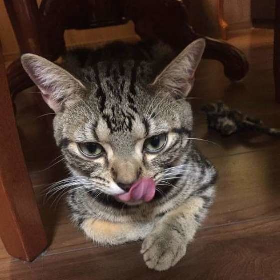 舌を出す猫