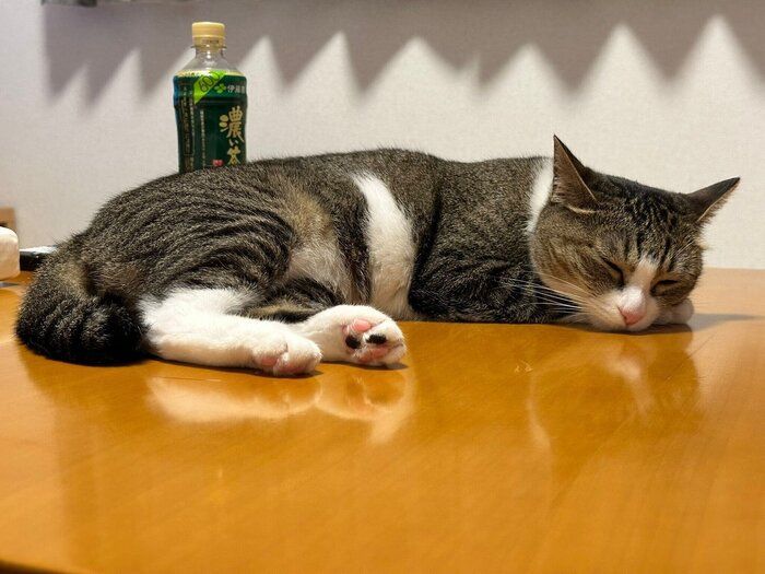 2才の猫