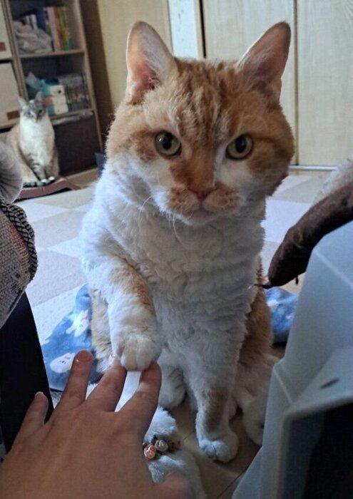 飼い主さんの手をちょんと触るもやしくん