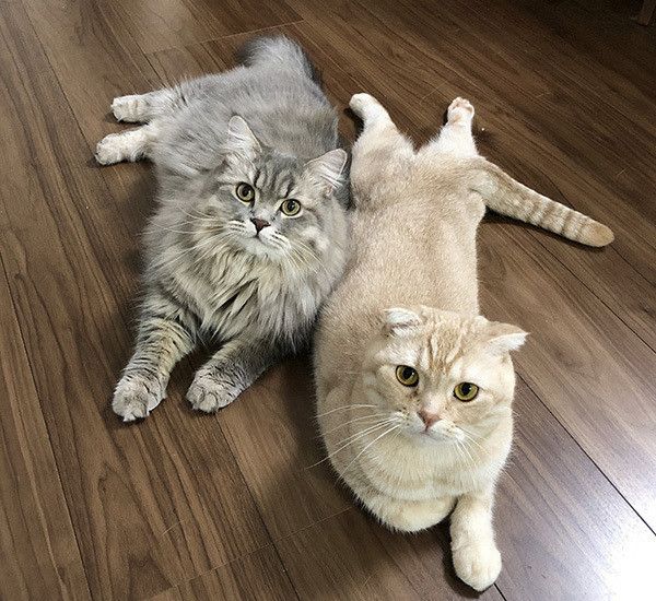寄り添うスコティッシュフォールドとラガマフィン