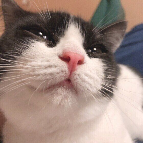 まるちゃん(マンチカン)