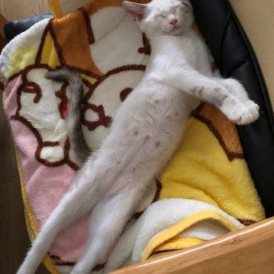 長くなって仰向けで寝ているレイちゃん